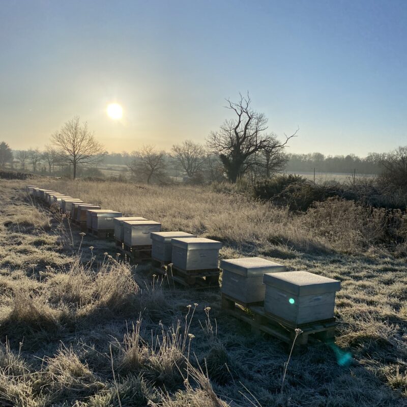 Ruches de la Ferme du Gazou dans la gelée blanche au lever du soleil